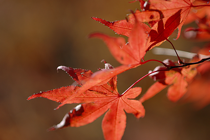 滑沢渓谷の紅葉