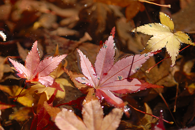 滑沢渓谷の紅葉