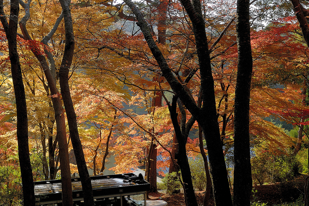 虹の郷の紅葉