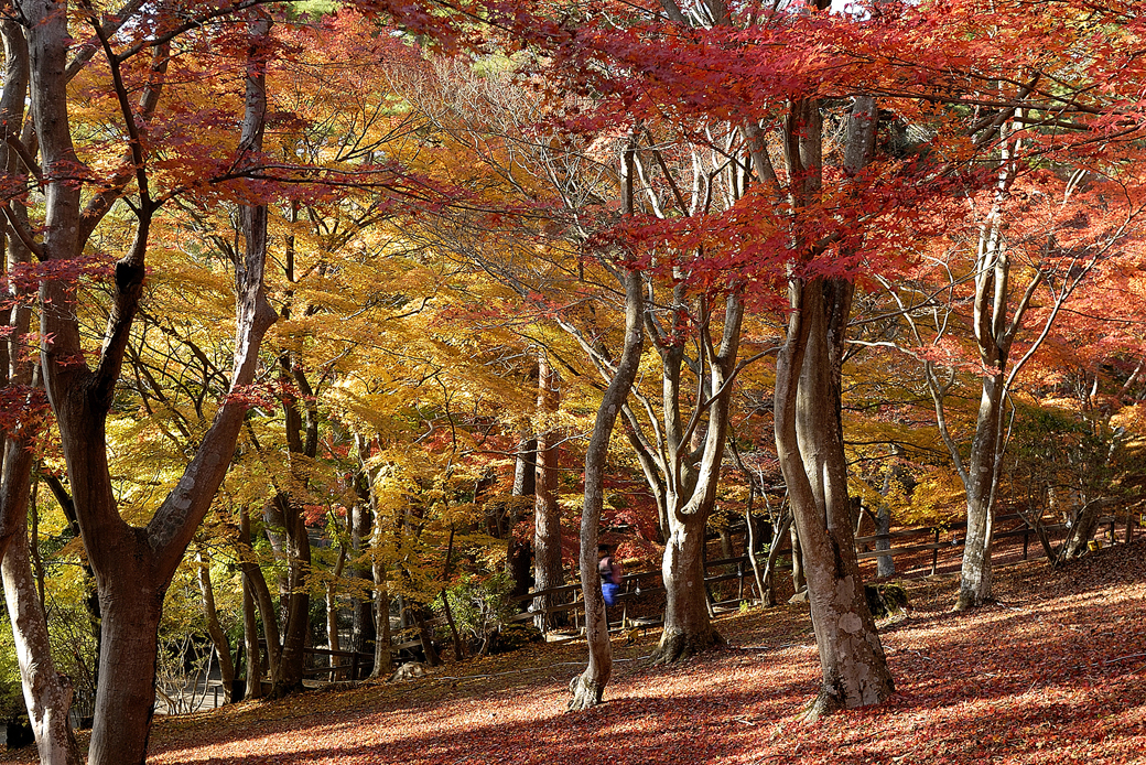 虹の郷の紅葉