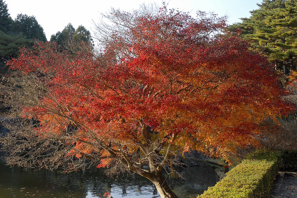 虹の郷の紅葉