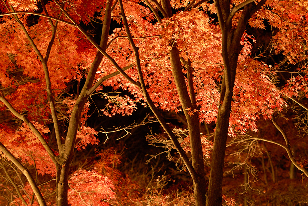 虹の郷の紅葉