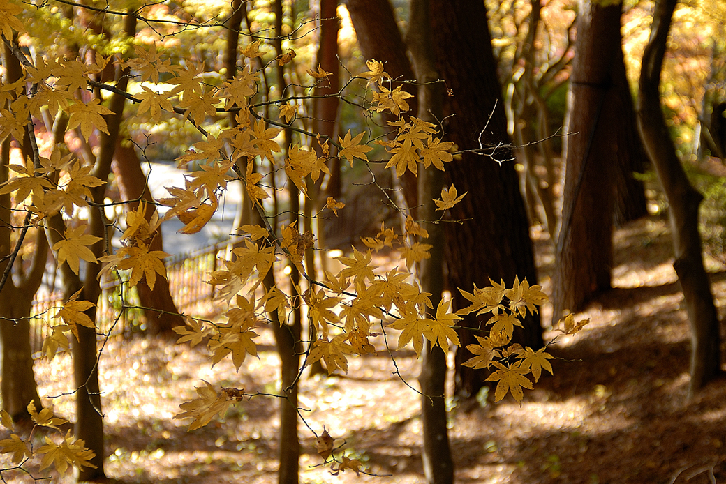 虹の郷の紅葉