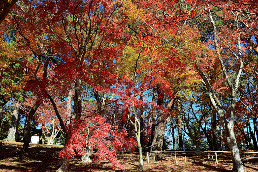 虹の郷の紅葉