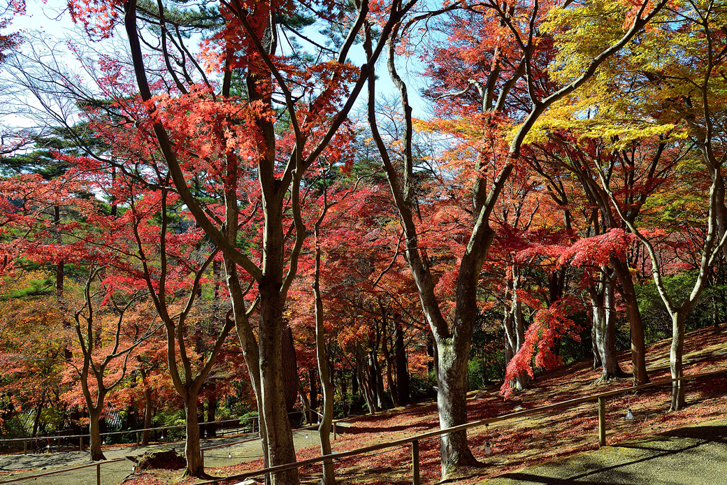 虹の郷の紅葉