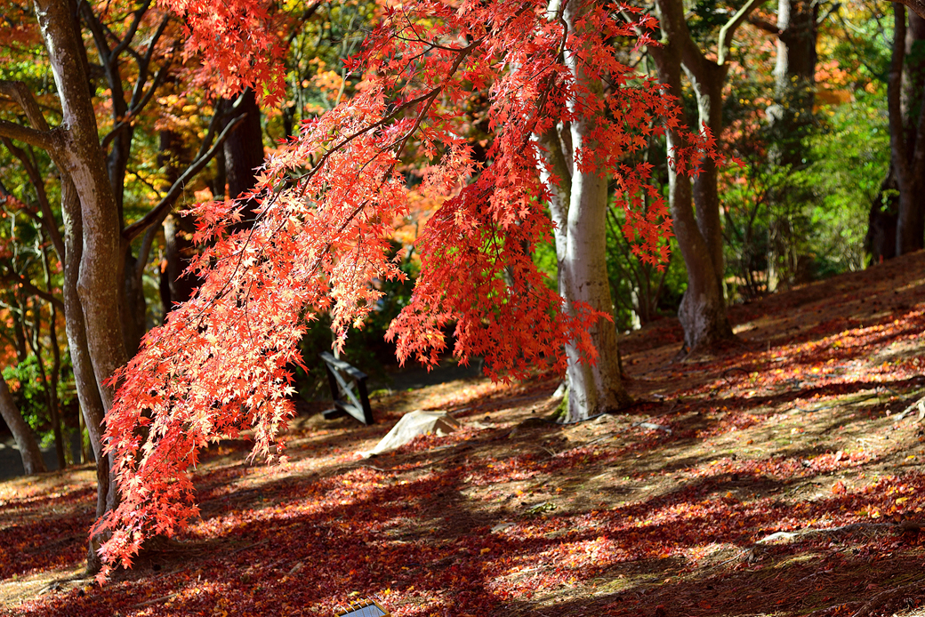 虹の郷の紅葉