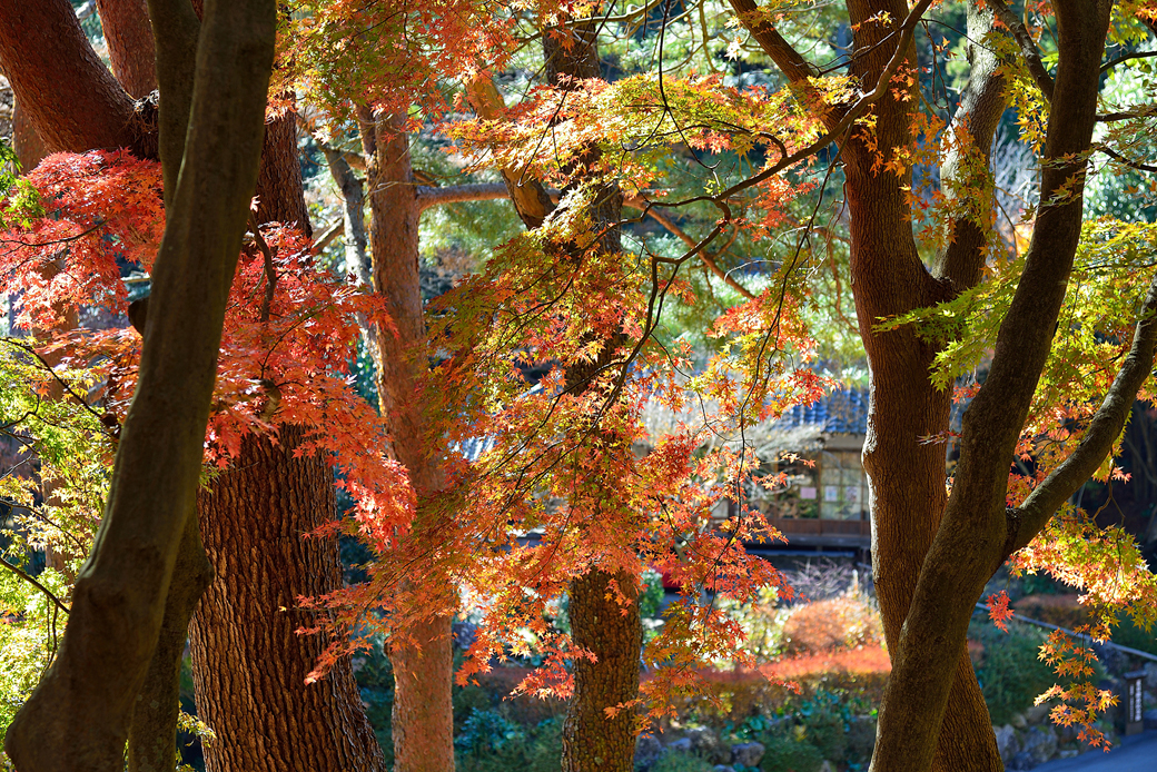 虹の郷の紅葉