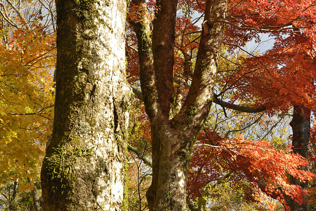 箱根長安寺の紅葉