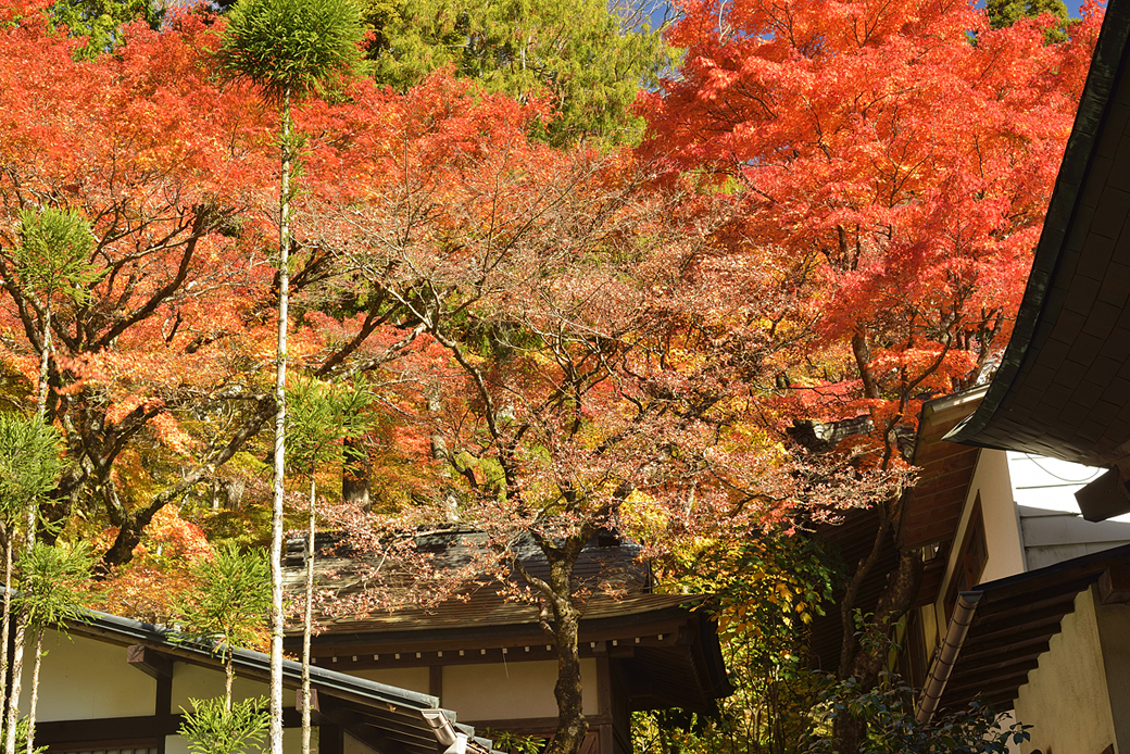 箱根長安寺の紅葉