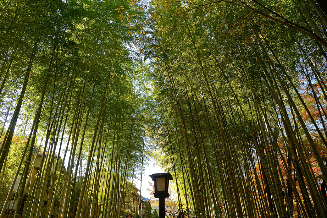 修善寺温泉の紅葉