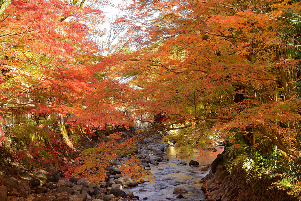 修善寺温泉の紅葉