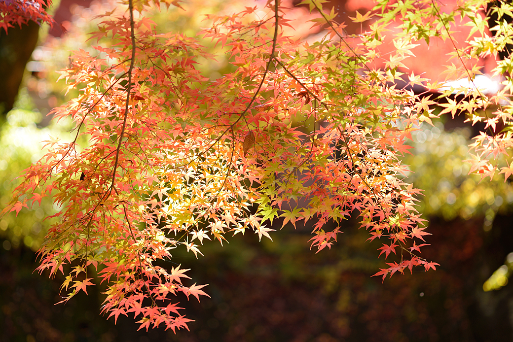 修善寺温泉の紅葉