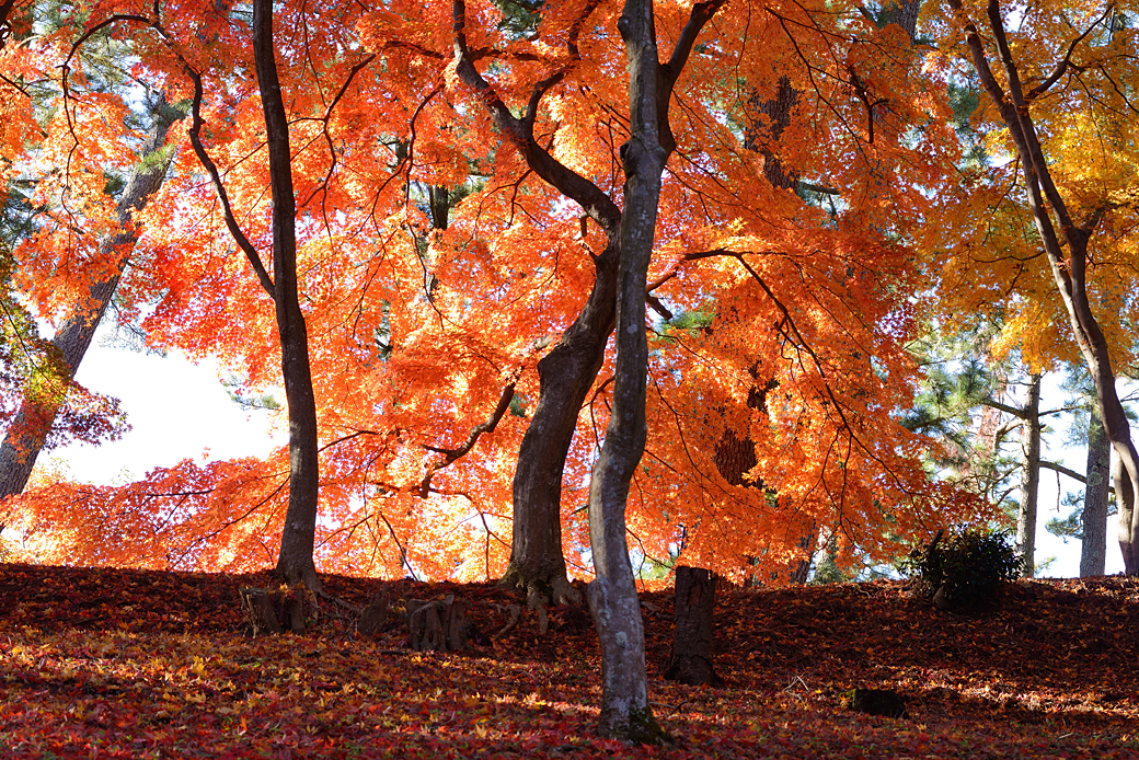 修善寺温泉の紅葉