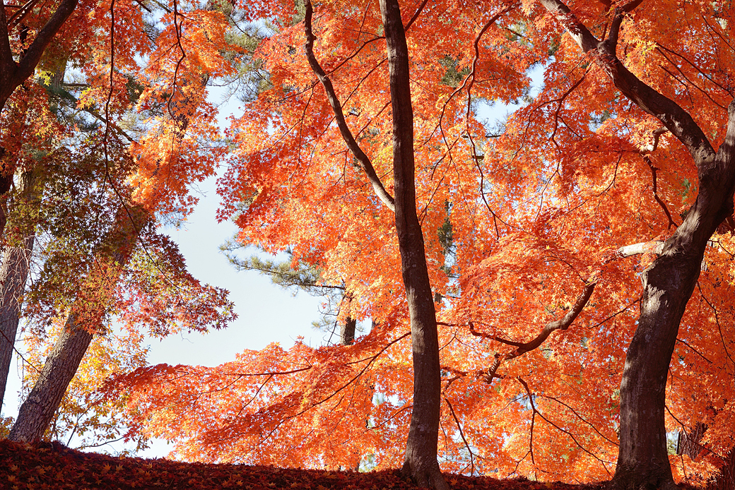 修善寺温泉の紅葉