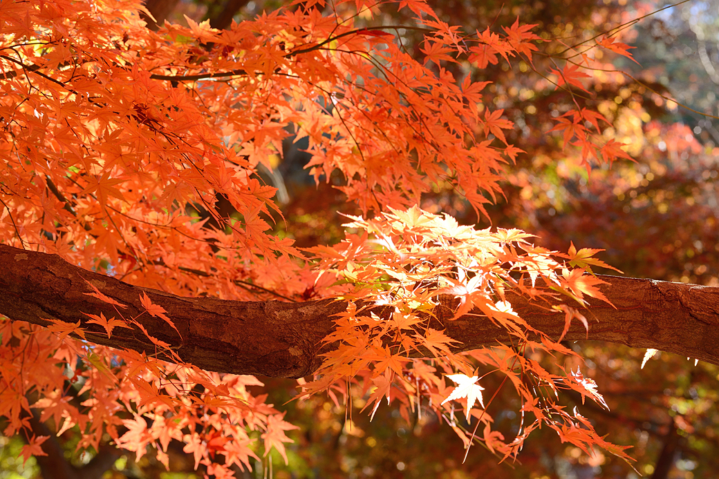 修善寺温泉の紅葉