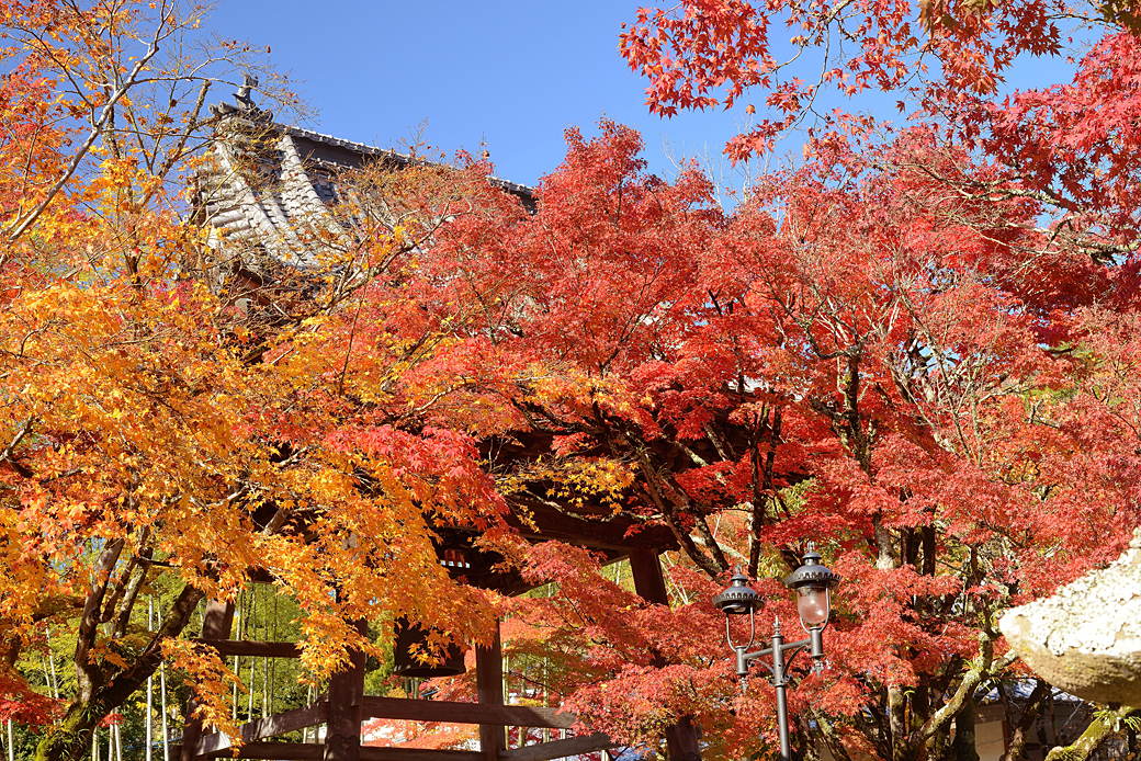 修善寺温泉の紅葉