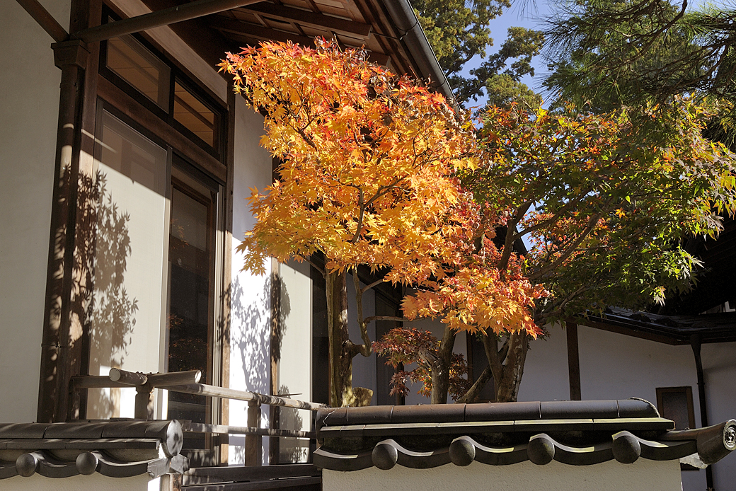 修善寺温泉の紅葉