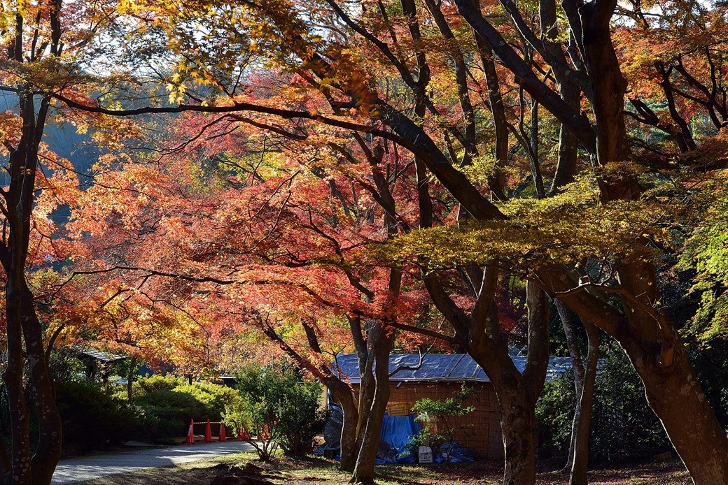 修善寺自然公園もみじ林