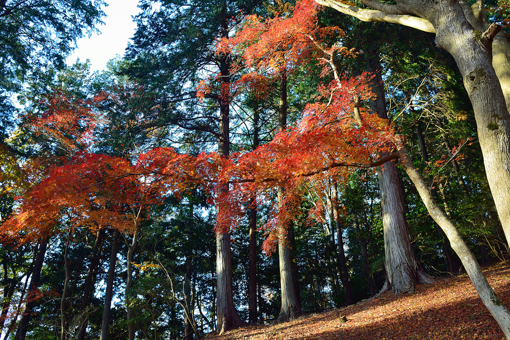 修善寺自然公園もみじ林