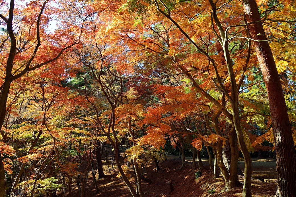 修善寺自然公園もみじ林