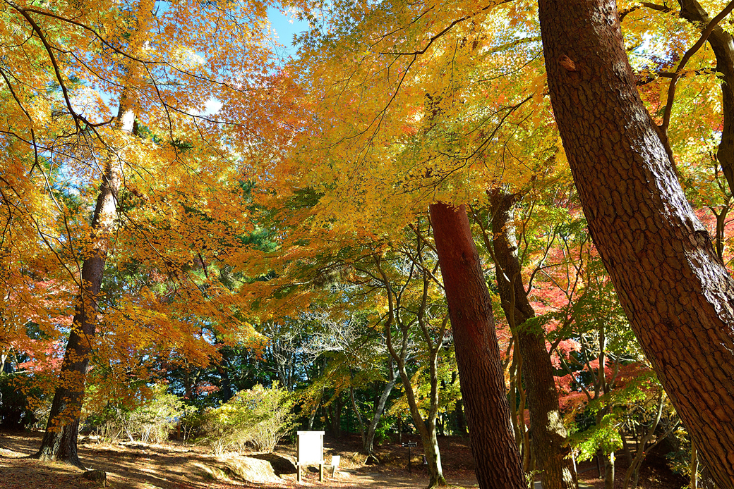 修善寺自然公園もみじ林
