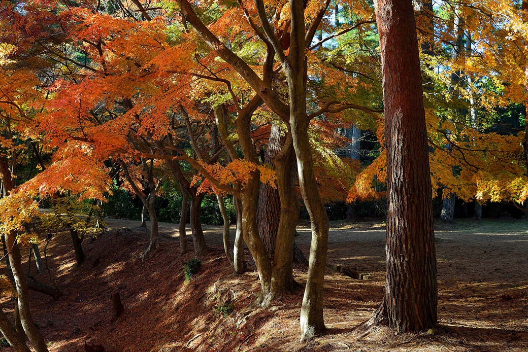修善寺自然公園もみじ林