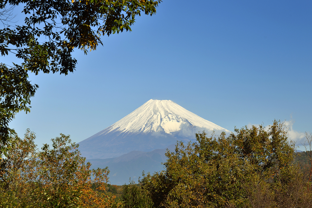 修善寺自然公園もみじ林