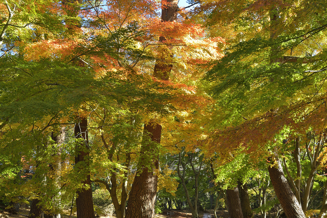 修善寺自然公園もみじ林