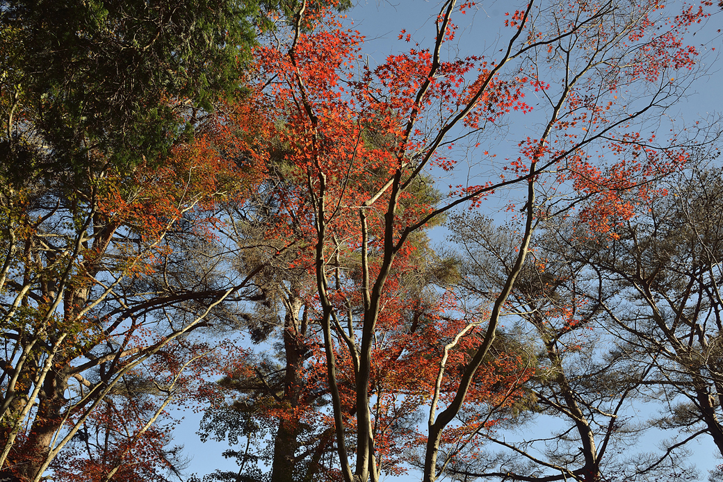 修善寺自然公園もみじ林