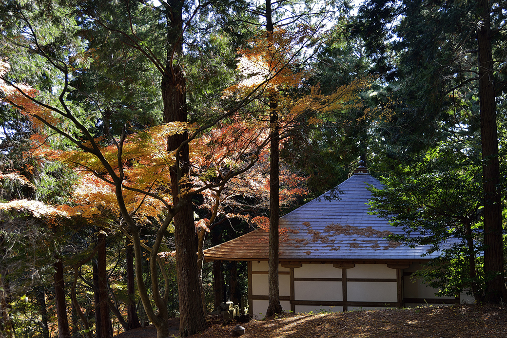 修善寺自然公園もみじ林