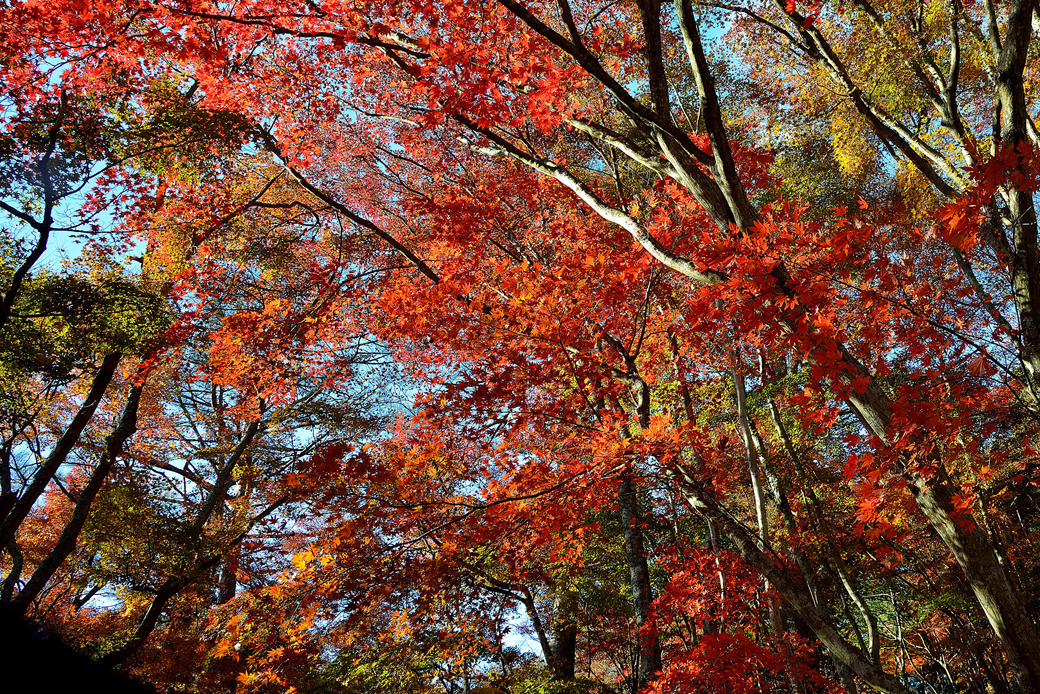 修善寺自然公園もみじ林