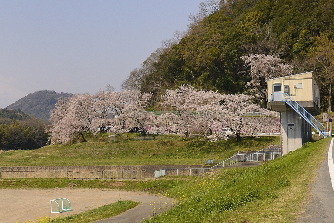 狩野川さくら公園