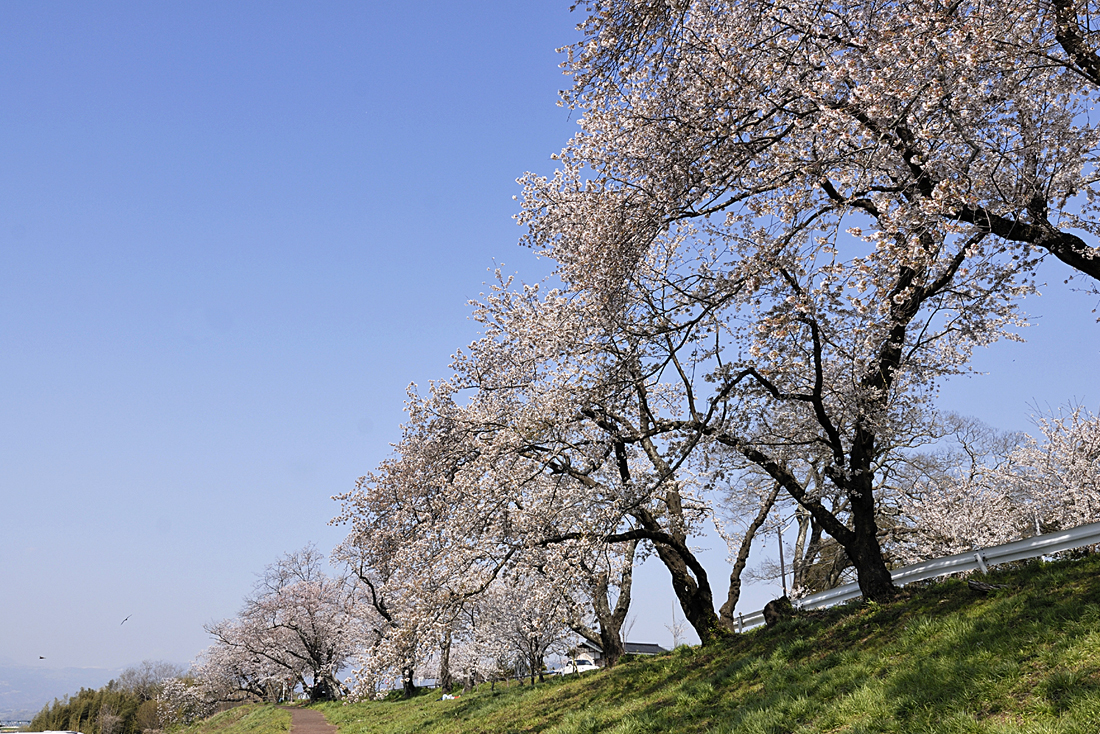 狩野川さくら公園