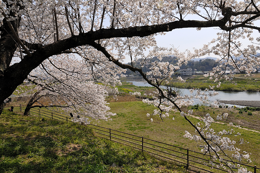 狩野川さくら公園