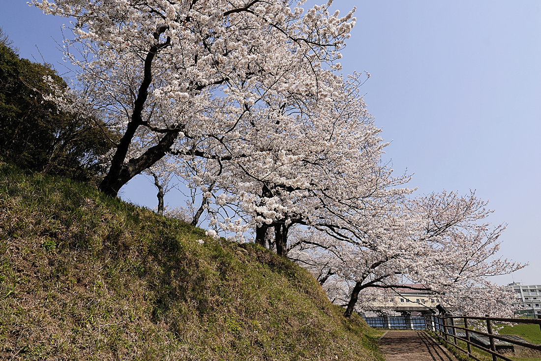 狩野川さくら公園