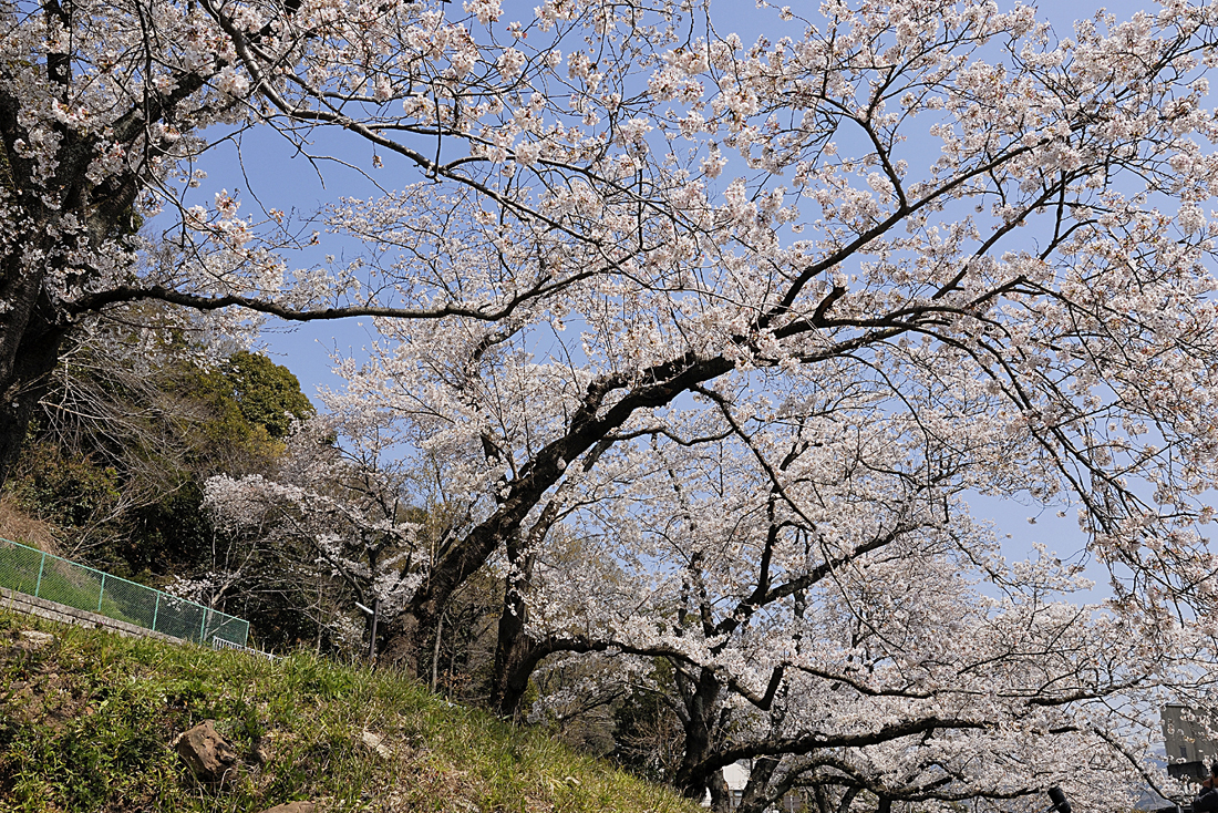 狩野川さくら公園