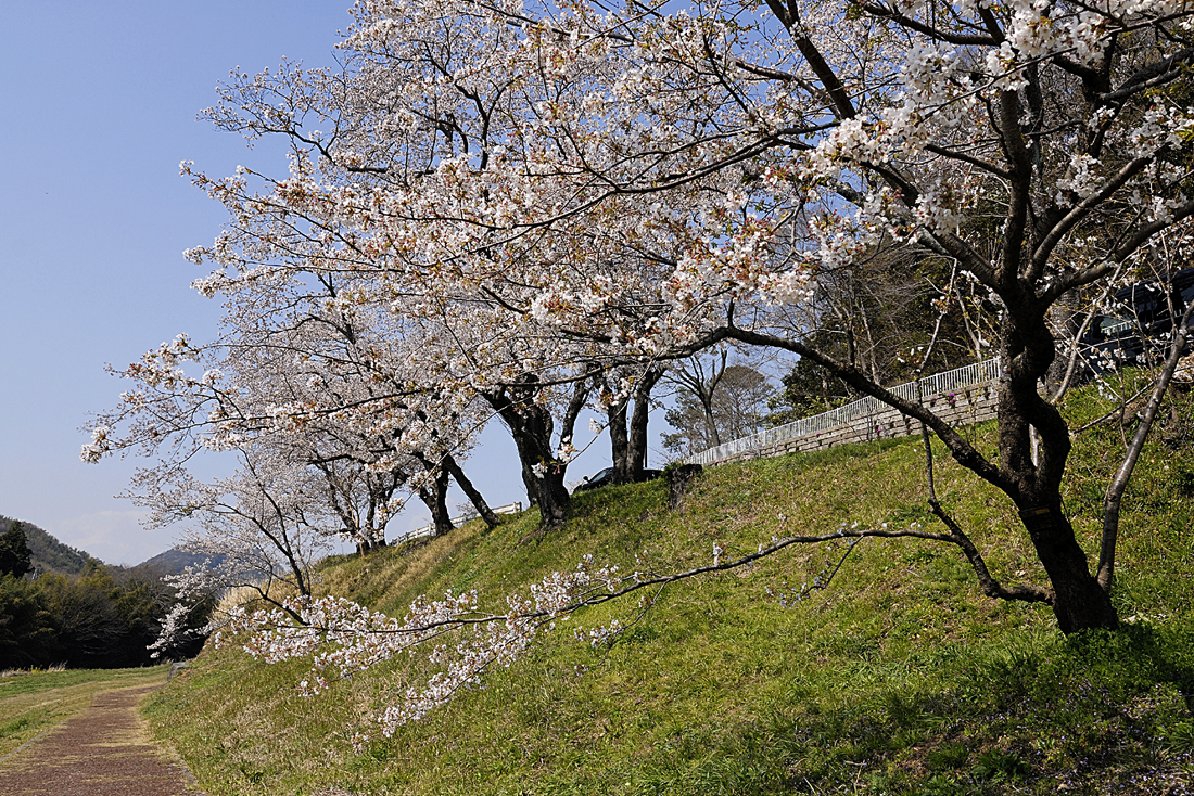 狩野川さくら公園