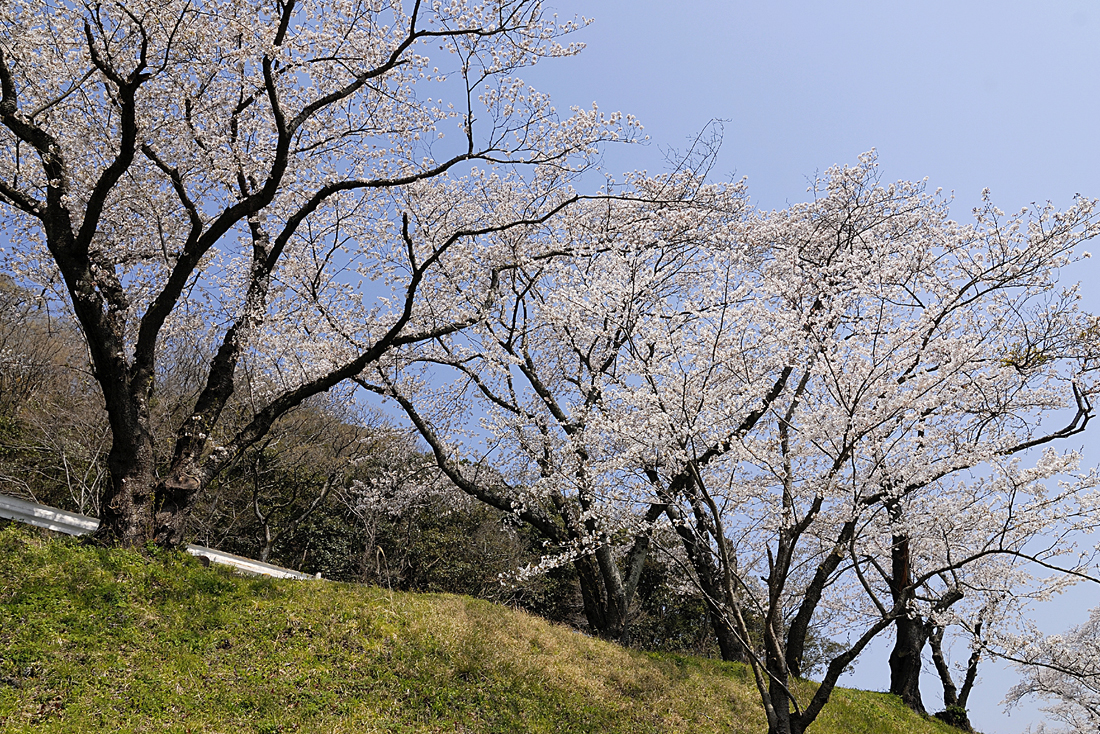 狩野川さくら公園