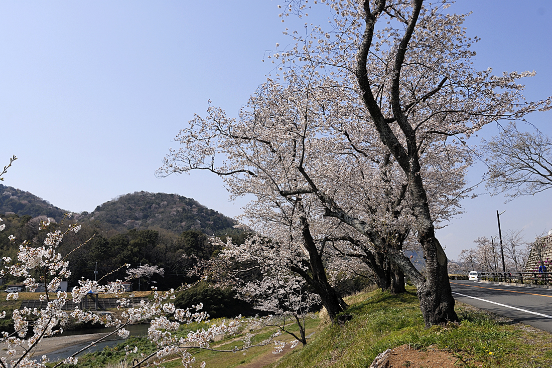 狩野川さくら公園