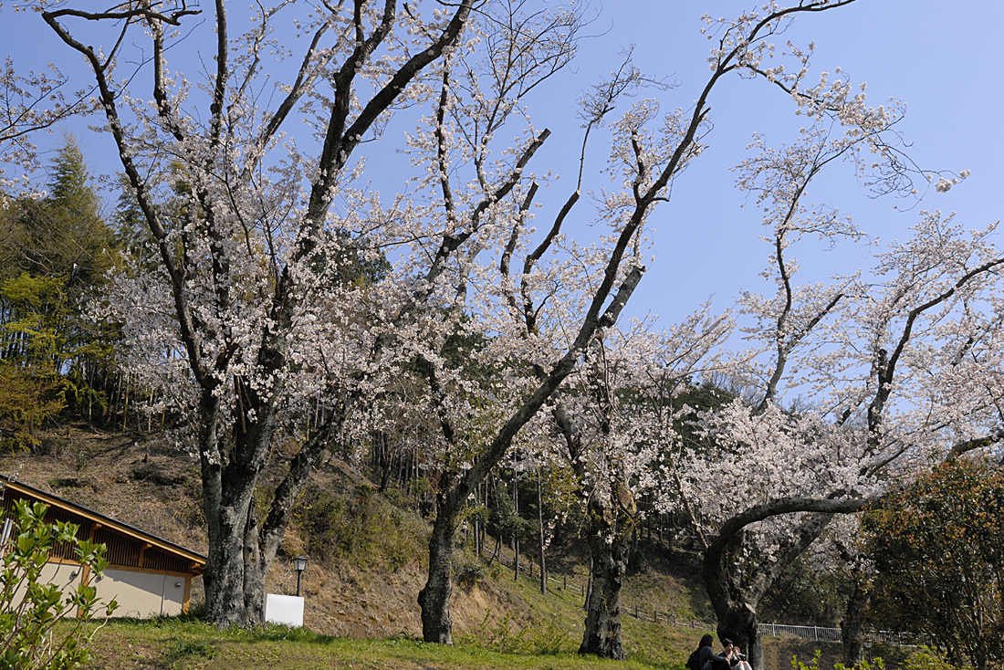 狩野川さくら公園