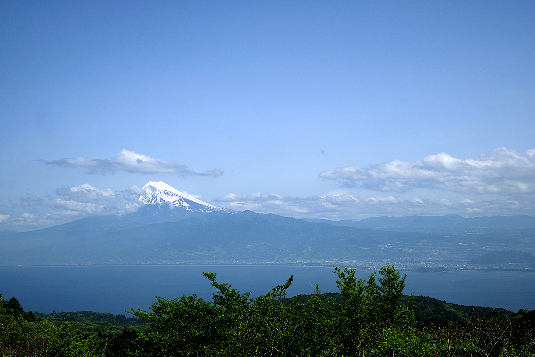 新緑の達磨山