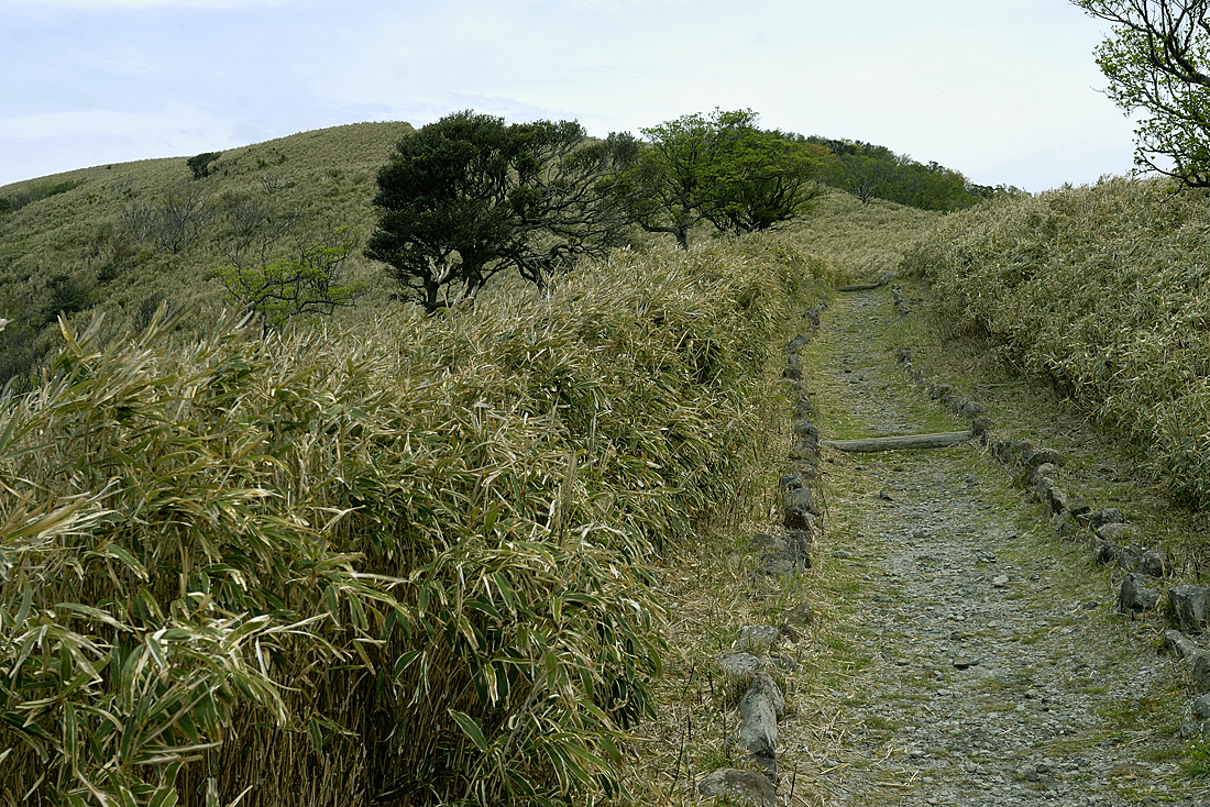 新緑の達磨山