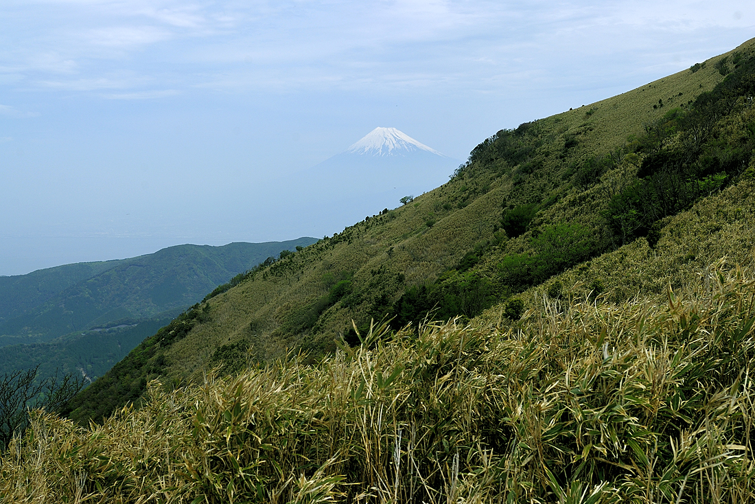 新緑の達磨山