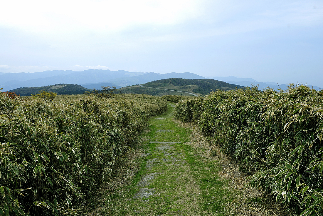 新緑の達磨山