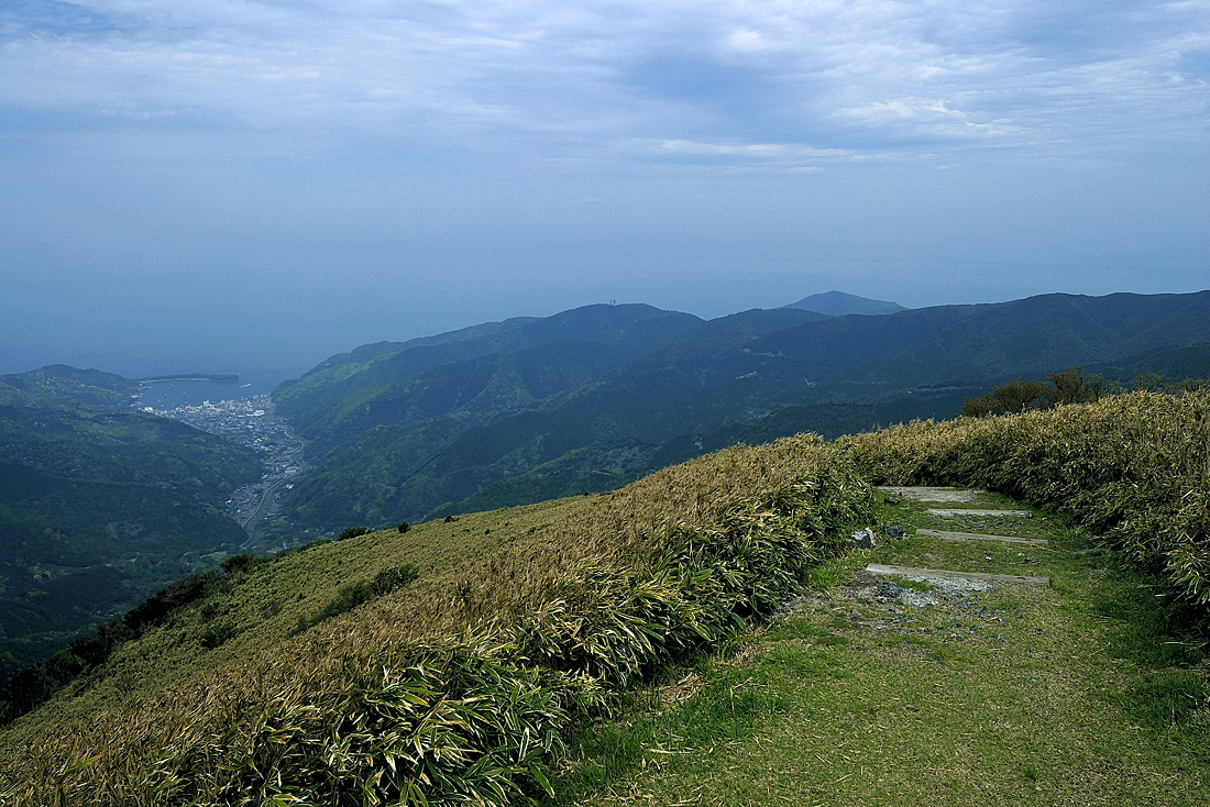 新緑の達磨山