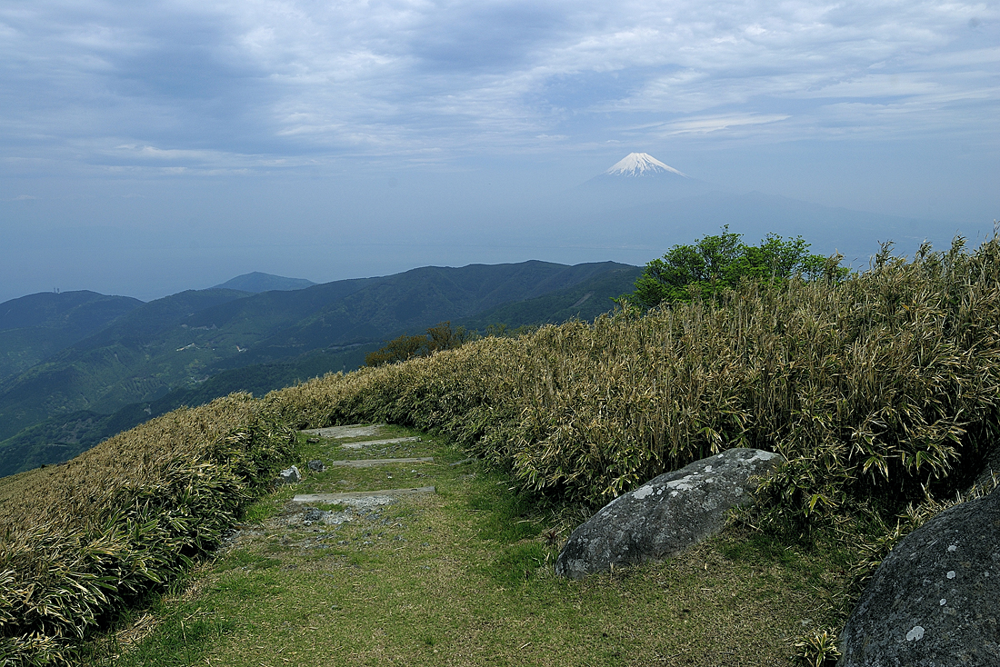 新緑の達磨山