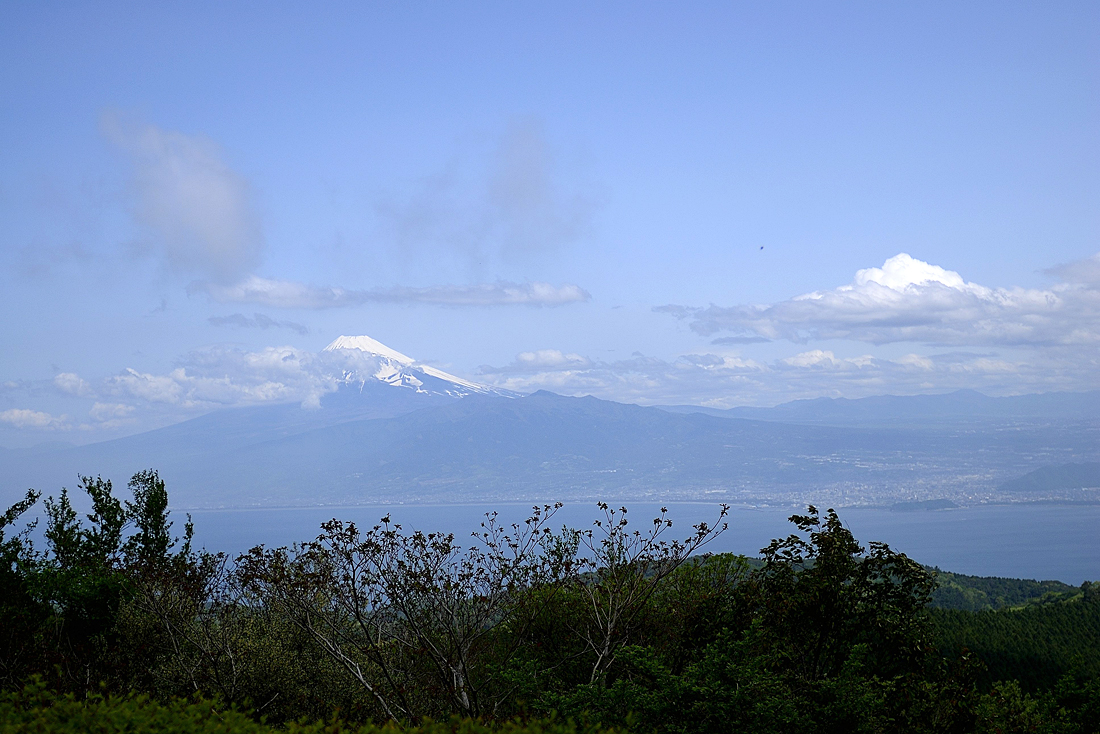 新緑の達磨山