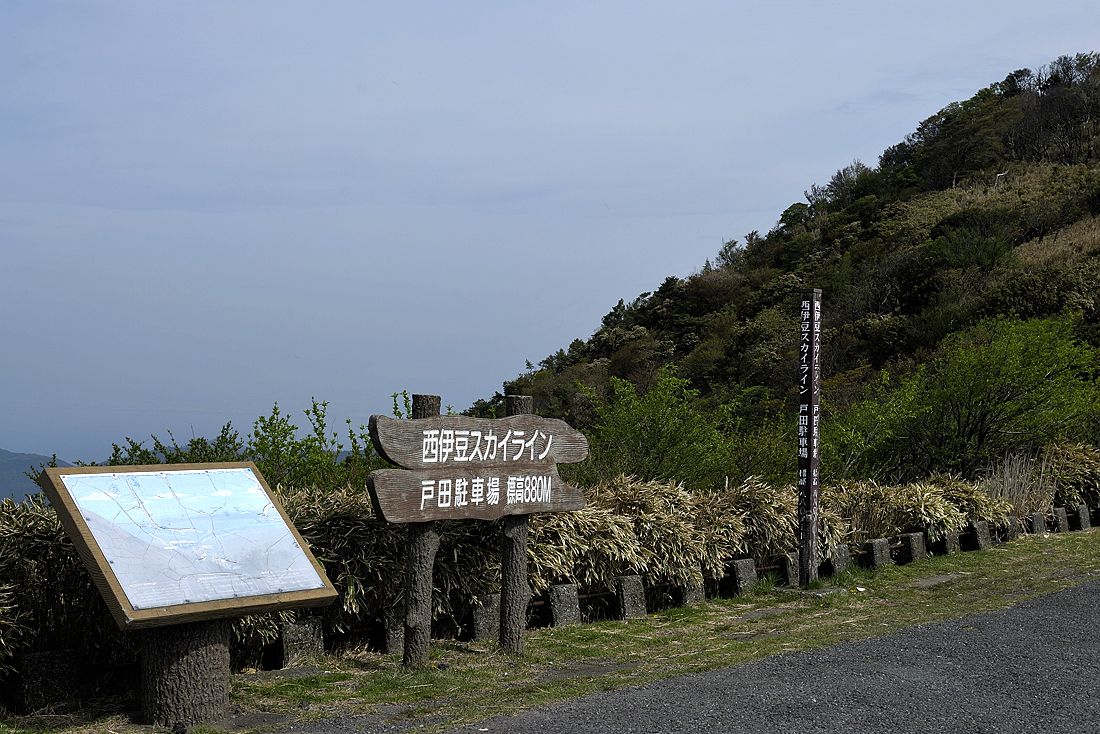 新緑の達磨山