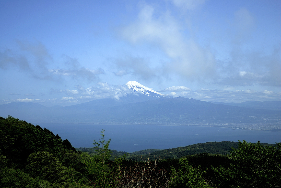 新緑の達磨山