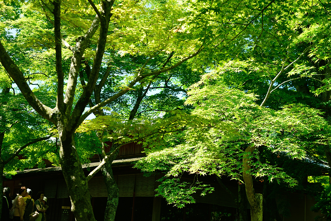 新緑の箱根美術館